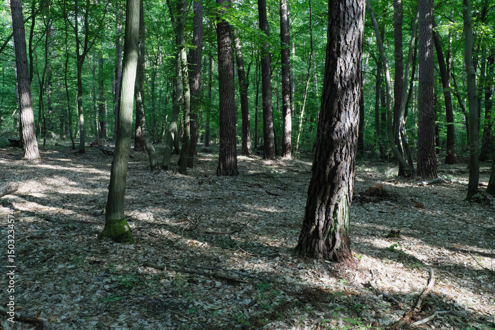 Fototapeta premium Lush green forest scene with sunlight filtering through the trees