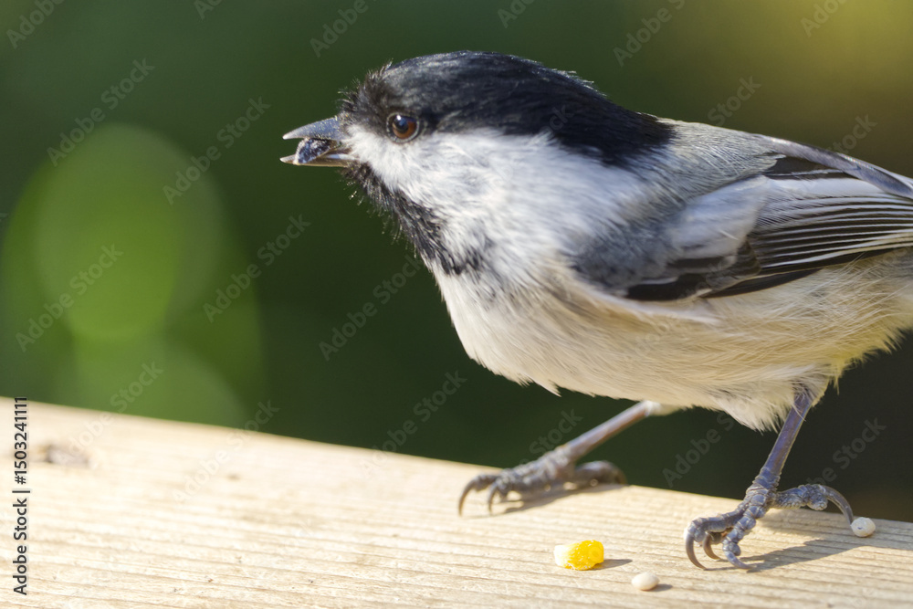 Obraz premium Close up of Black-capped Chickadee