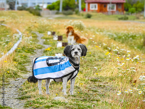 perro