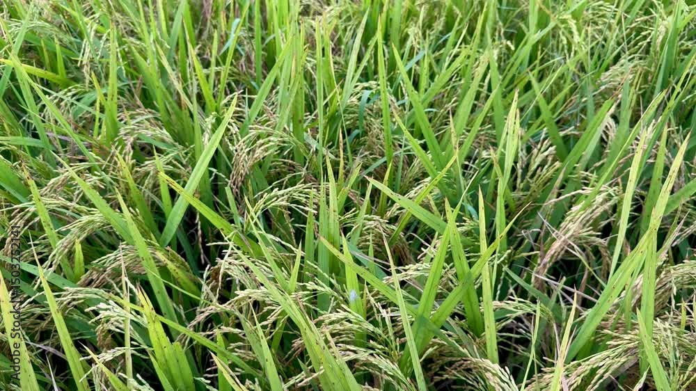 Golden Ripen Rice Field Swaying in the Wind Under Bright Sky in Rural Countryside Landscape
Golden Ripen Rice Field Swaying in the Wind Under Bright Sky in Rural Countryside Landscape