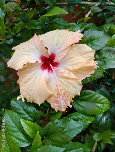 hibiscus, flower, close-up, tropical, pink flower, nature, garden, petals, dew, fresh, green leaves, floral, natural background, exotic, bloom, plant, botany, macro, outdoor, beauty
