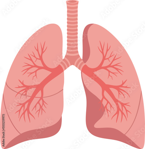 Human lungs anatomy vector illustration showing respiratory system parts in pink shades 