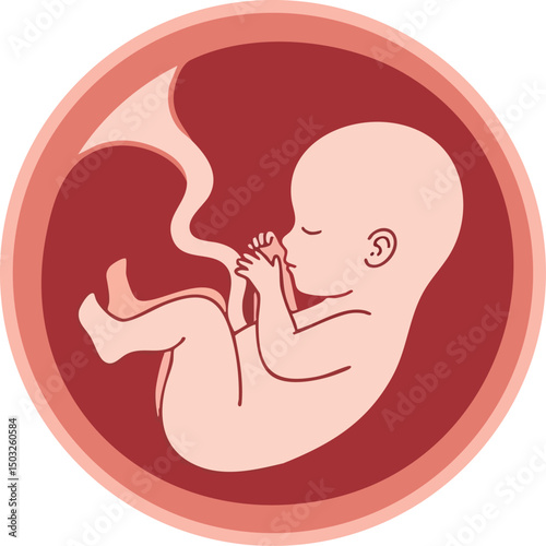 Human fetus in womb vector illustration showing prenatal development and umbilical cord in red tones 