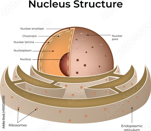 Detailed Diagram of a Cell Nucleus Design Vector Illustration