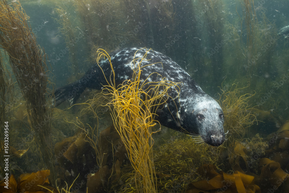 Fototapeta premium Grey seal swimming among kelp forests of Brittany, France, with mottled fur pattern visible