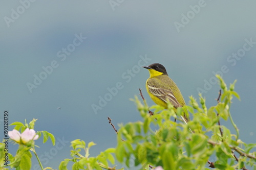 yellow wagtail on a branch. Motacilla flava photo