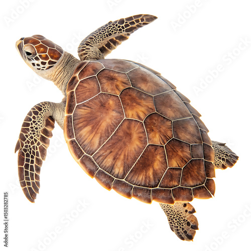 Unique flatback sea turtle native to Australia isolated on a transparent background photo