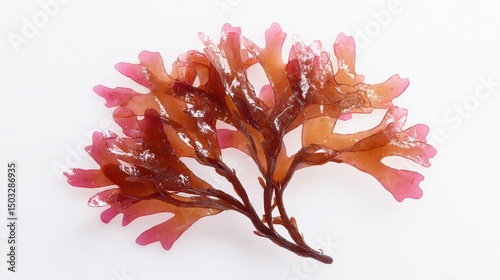 Fresh Irish Moss Carrageen Seaweed on White Background Macro Closeup View