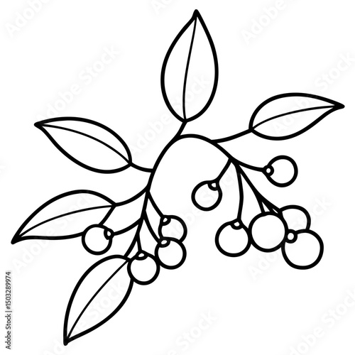 Mistletoe and berries line art vector illustration 