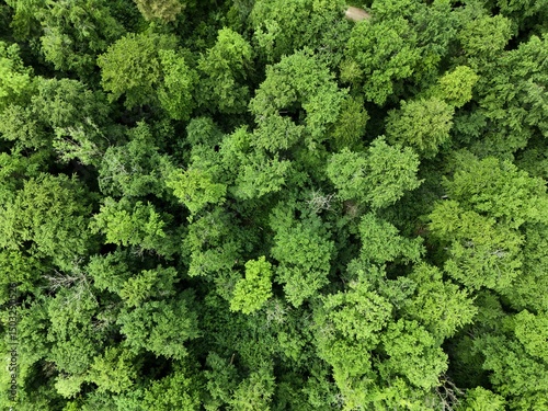 the forest photographed from the air with a drone	