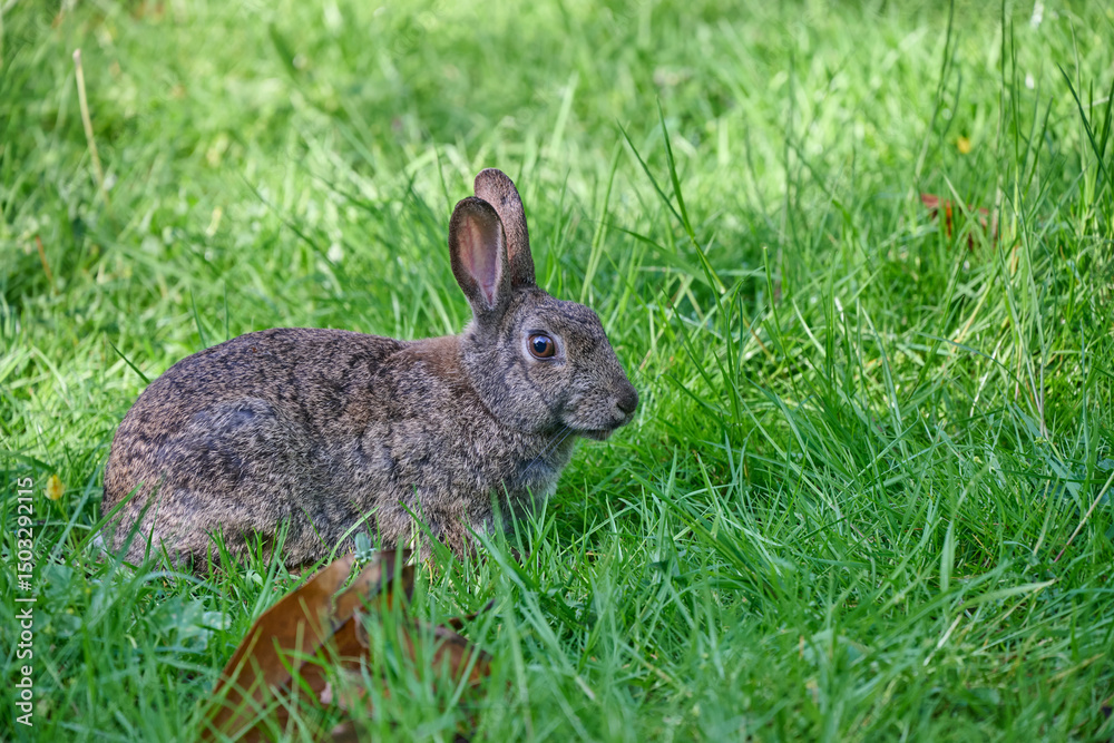 rabbit in the wild on a lawn rabbit in the wild on a lawn