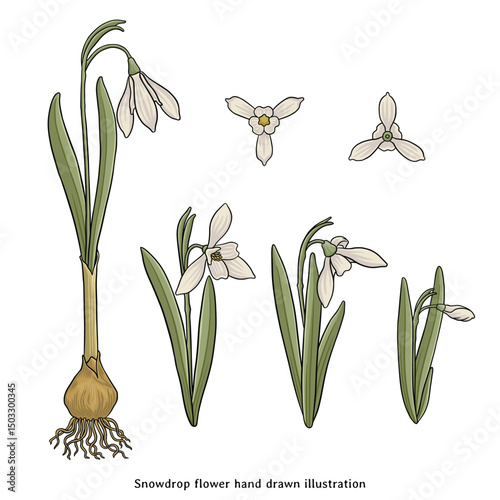 Snowdrop Flower Botanical Illustration – Galanthus Morphology