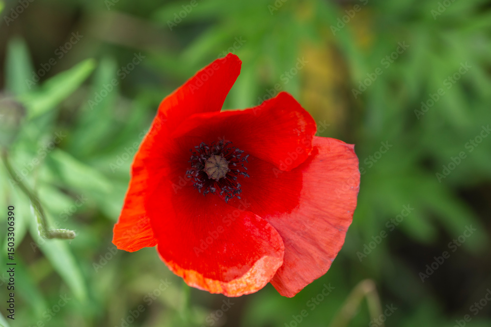 Papavero rosso primavera Papavero rosso primavera