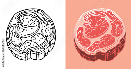 Outline and Colored Illustration of a Marbled Raw Meat Cut