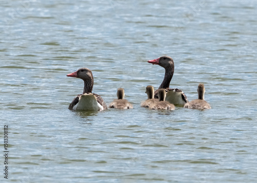 A goose family floating on the pond
