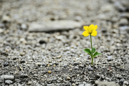 Yellow flower growing through gravel in nature