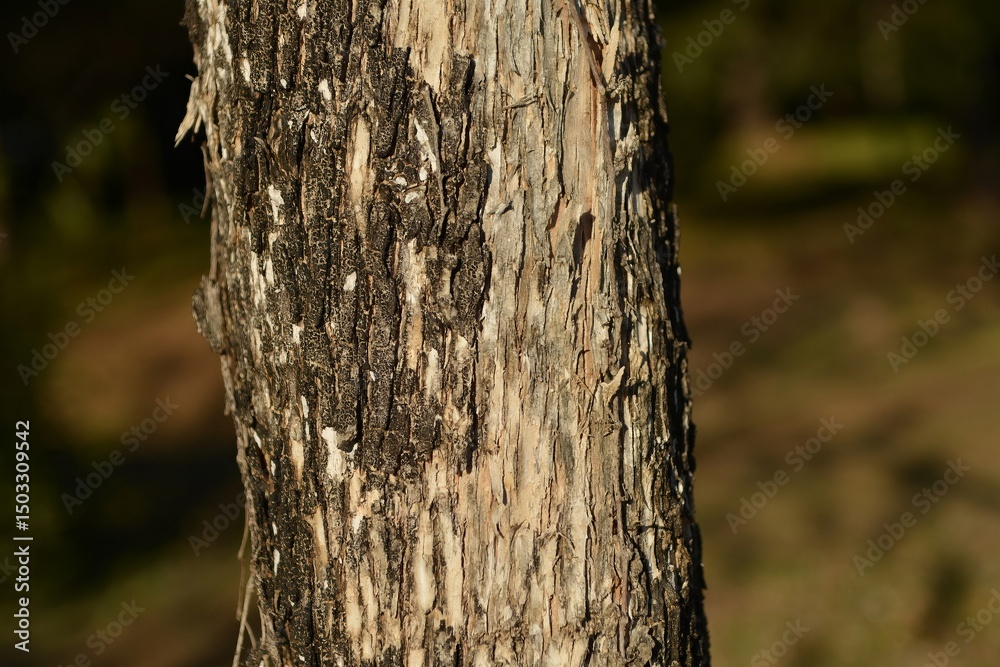 Clethra barbinervis, a Korean medicinal shrub, displays white flowers, rough bark, and green leaves in natural forest light. Clethra barbinervis, a Korean medicinal shrub, displays white flowers, rough bark, and green leaves in natural forest light.