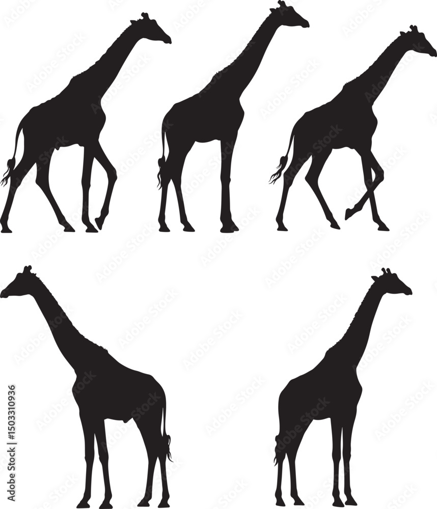 Fototapeta premium Giraffes silhouette vector illustration