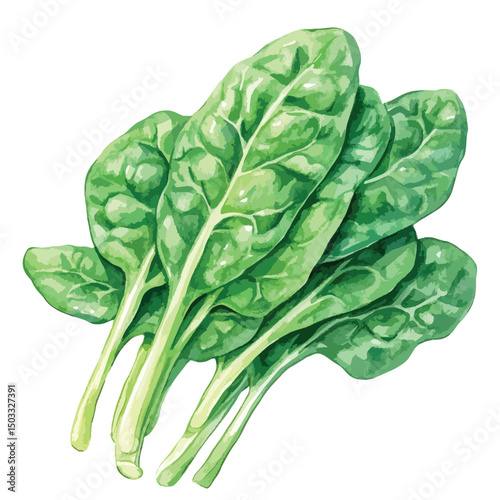 Freshly Harvested Watercolor Spinach Leaves Vibrant Green Detailed Veins