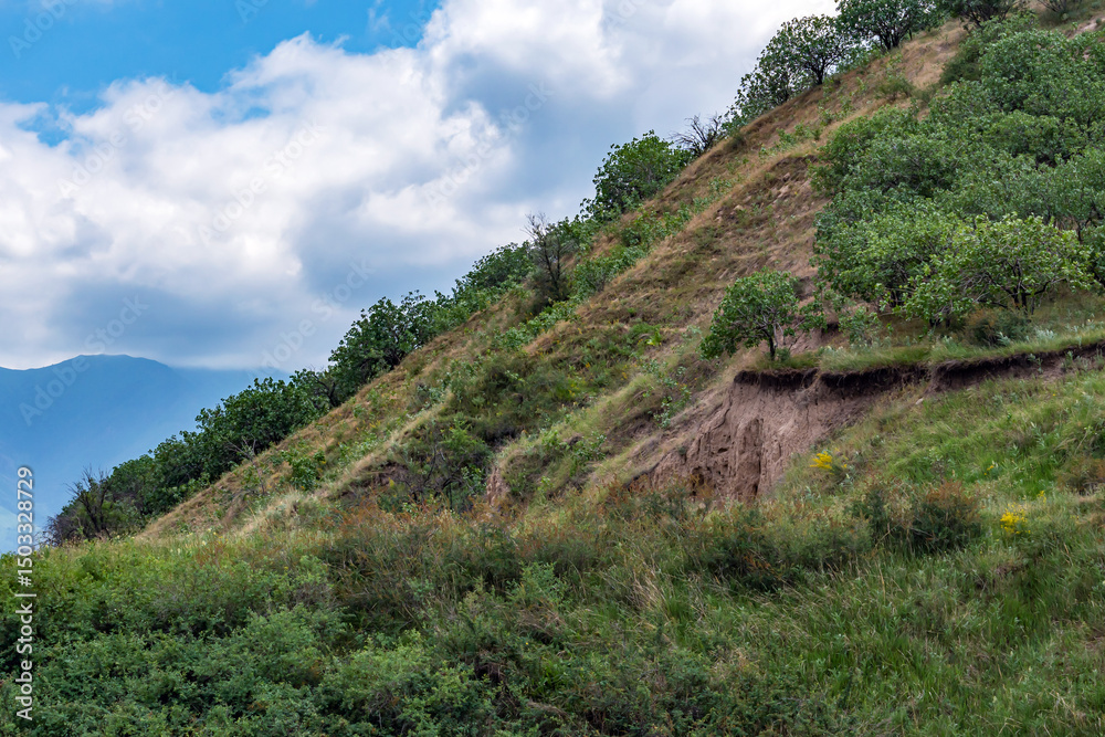 Fototapeta premium View of a sandy cliff on a hill overgrown with grass, trees and shrubs, with a blue sky with white clouds in the background.