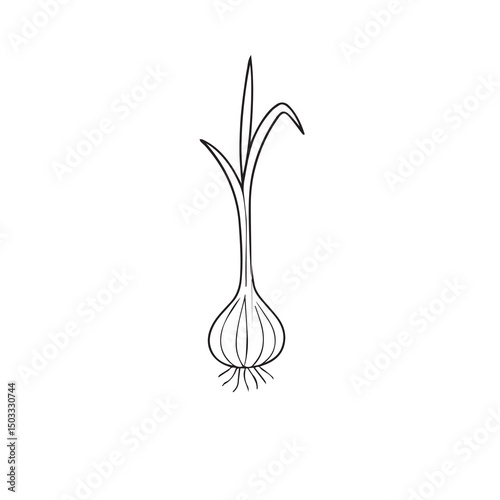 Sprouted Garlic Bulb – Growing Garlic Vector with Green Shoots