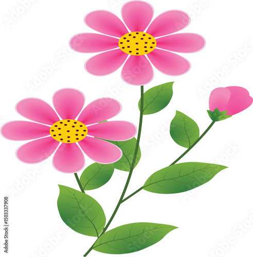 pink and white flower