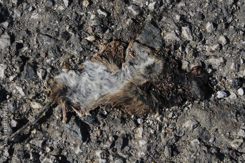 Dead flattened mouse on a road killed by car 