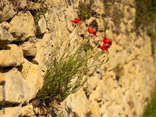 plant de coquelicots accroché à un mur en pierres sèches