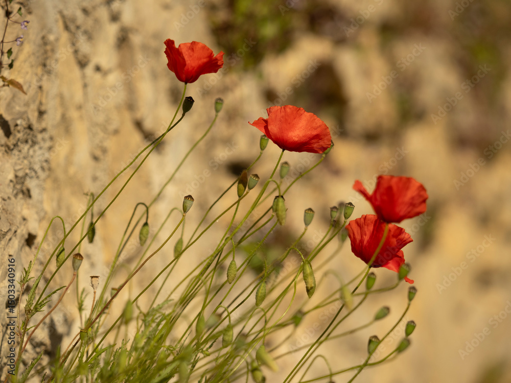 Naklejka premium plant de coquelicots accroché à un mur en pierres sèches