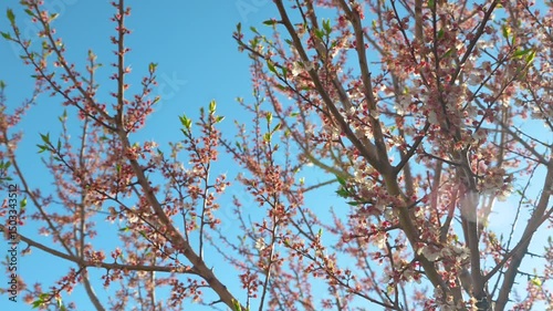 A blooming spring tree with flowers on a blue sky background with a place for text, natural background
