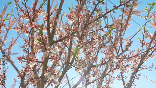 A blooming spring tree with flowers on a blue sky background with a place for text, natural background