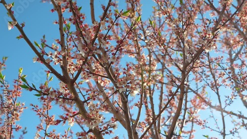 A blooming spring tree with flowers on a blue sky background with a place for text, natural background