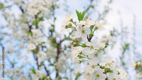 A blooming spring tree with flowers on a blue sky background with a place for text, natural background