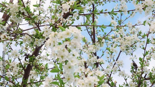A blooming spring tree with flowers on a blue sky background with a place for text, natural background