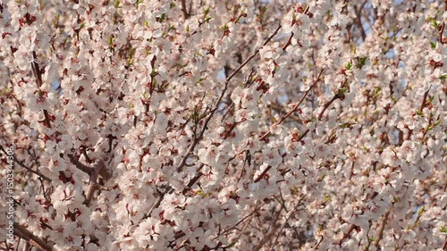A blooming spring tree with flowers on a blue sky background with a place for text, natural background
