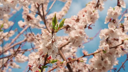 A blooming spring tree with flowers on a blue sky background with a place for text, natural background