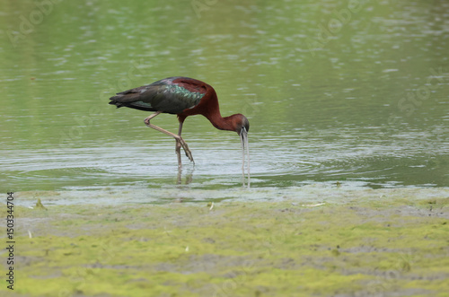 A rare Glossy Ibis, Plegadis falcinellus, feeding in a marshy area.