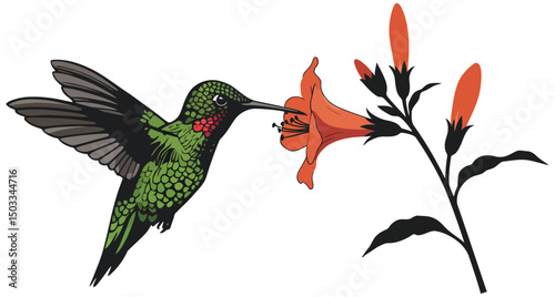 Vibrant Vector Illustration of a Green Hummingbird with a Ruby Throat Hovering and Feeding Nectar from an Orange Trumpet Flower, Symbolizing Nature's Beauty and Delicate Ecosystem.