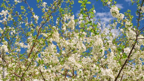 A blooming spring tree with flowers on a blue sky background with a place for text, natural background