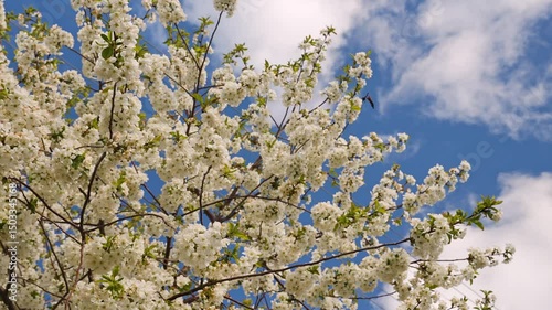 A blooming spring tree with flowers on a blue sky background with a place for text, natural background
