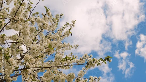 A blooming spring tree with flowers on a blue sky background with a place for text, natural background
