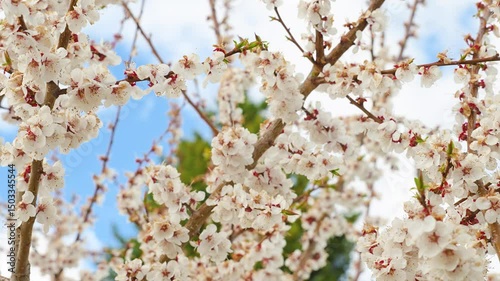 A blooming spring tree with flowers on a blue sky background with a place for text, natural background