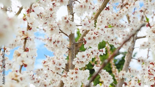 A blooming spring tree with flowers on a blue sky background with a place for text, natural background