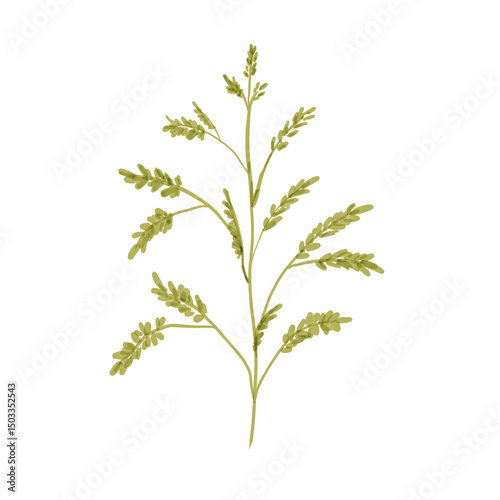 green plant isolated on white background.