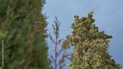 Trees Swaying in Strong Winds Under Sky During Extreme Weather Conditions in Slow Motion