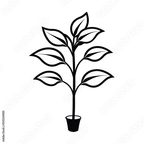 Realistic Money Plant Illustration