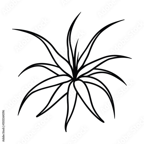 Realistic Spider Plant Illustration