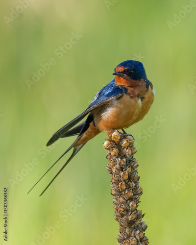Beautiful Barn Swallow Dancing (spreading wing) in the spring