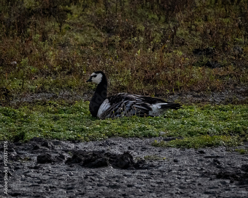 Striking Barnacle Goose by the Water. High quality photoA barnacle goose (Branta leucopsis) stands near the water, its bold black-and-white plumage contrasting against the natural landscape. With an photo