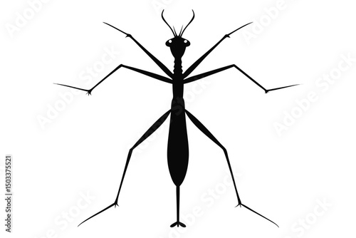 black ant isolated on white background